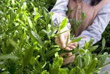 Load image into Gallery viewer, Hachi Matcha - Organic